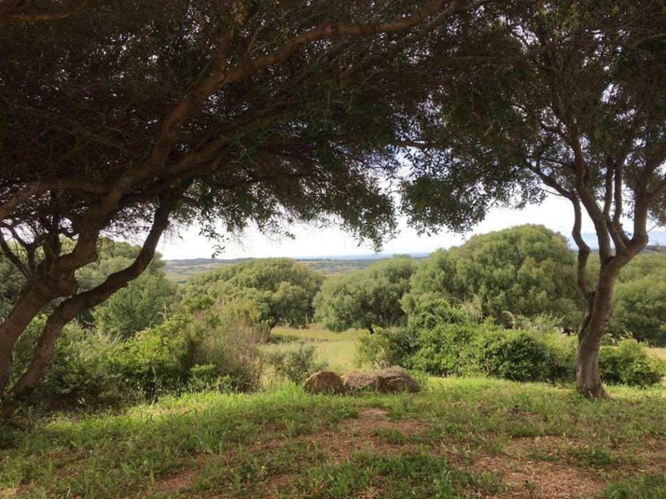 אגליאנטו Gli Olivastri Con Piscina,Solarium, Vista Mare ,Sole -Mare E Tanta Natura ,Climatizzatore,Wifi מראה חיצוני תמונה